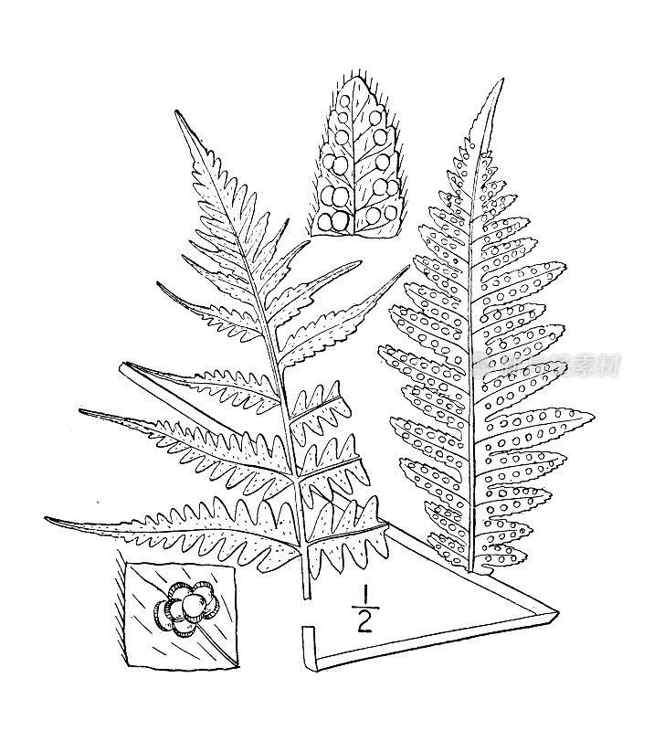 古植物学植物插图:Phegopteris hexagonoptera, Broad Beech fern